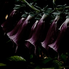 Kopi O - DIABOLICO ČERT (Raiika Edit)