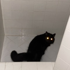 trapSHIT