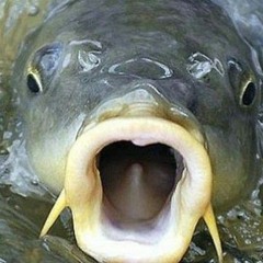 Я Захавал Карася Моя Жопа Онемела