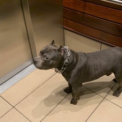 aries cabin fever remix