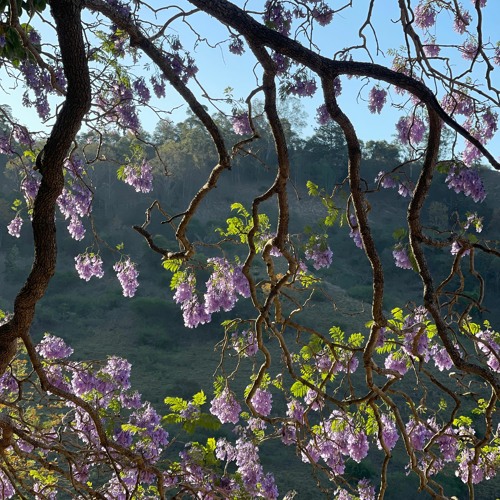 Dawn Chorus near Mount Chinghee