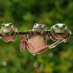 Rain Calls Song: The Frogs