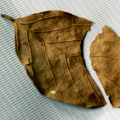 2512_shrikant_racing the thin ice