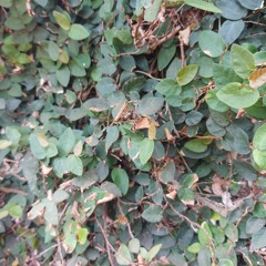 ME CHAMA DE GUERREIRO SOU TROPA DO MDC