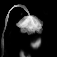 a wilting white rose