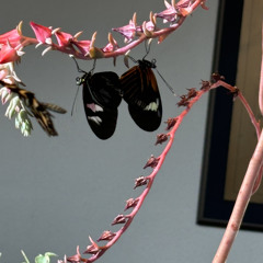 far [prod. raaaaaaabi]