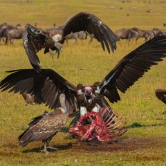 RAPACE 🦅🦅🦅 (8eitoe)