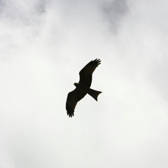 Wing