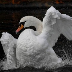 Swan Latin House Mix (Wilswanya)(2022-11-11)