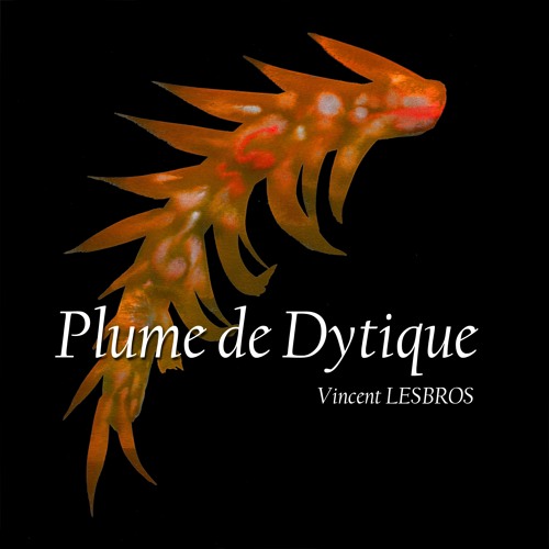 Plume de Dytique