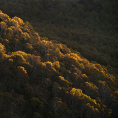 Upland Forest (Live Ambient Improvisation 26/10/25)