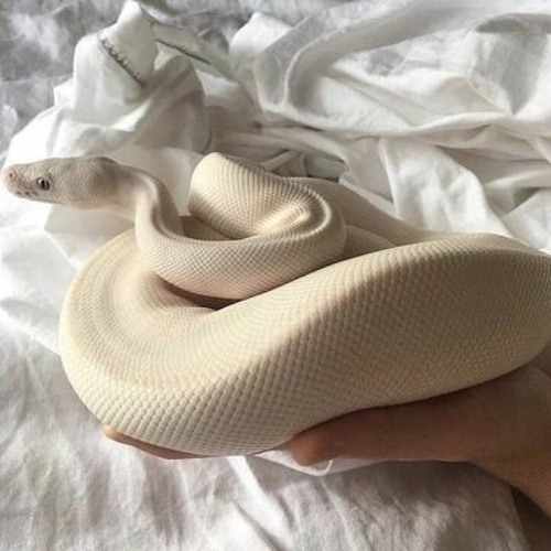 SLAVE 4 U V2