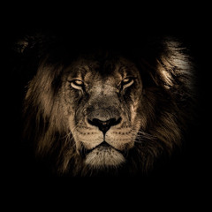 LION VIBES