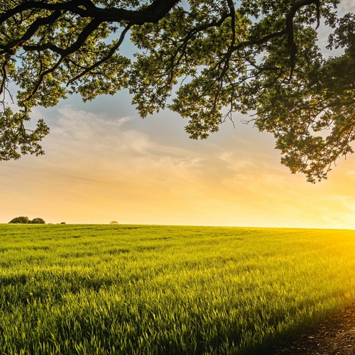 الأرض مِن ذاتها تأتي بثمر