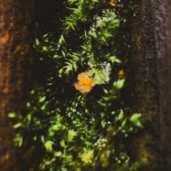 Enivrèz Vous – NiuuuR