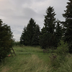 Pocztówka z Goworowa 02 - rano, deszcz, ptaki, drące się koty