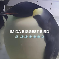 IM DA BIGGEST BIRD PHONK(Leaked)