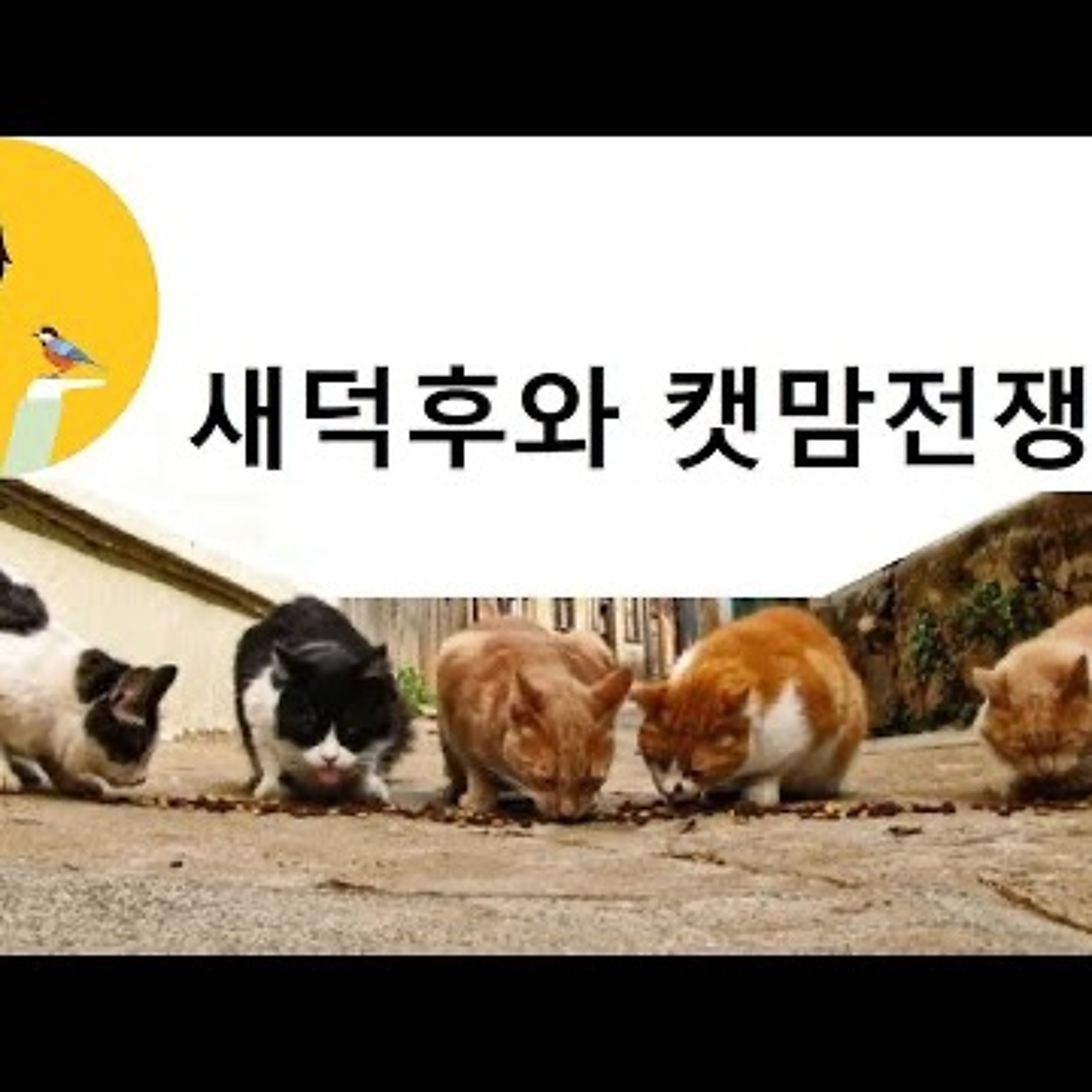 2023-01-31 새덕후와 캣맘전쟁 episode artwork