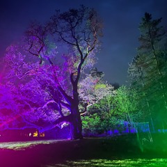 Midnight Fog