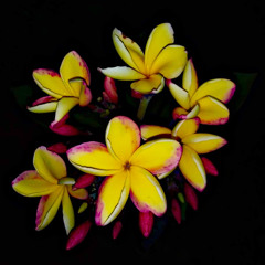 OI Yapese - Stanley Marer #2