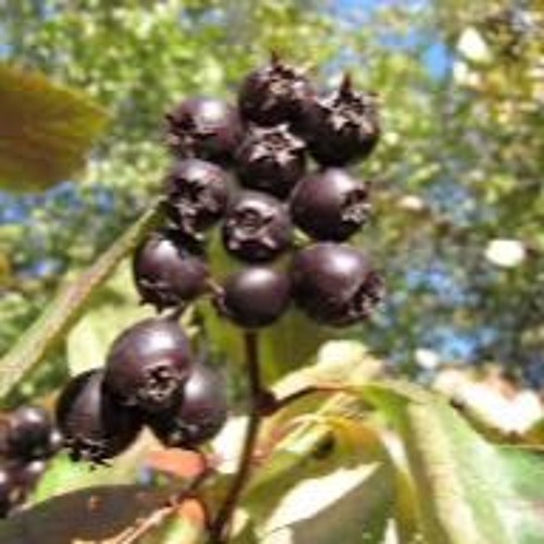 Dark Berries.