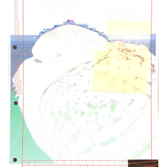 sweet dreams sleeping pigeon