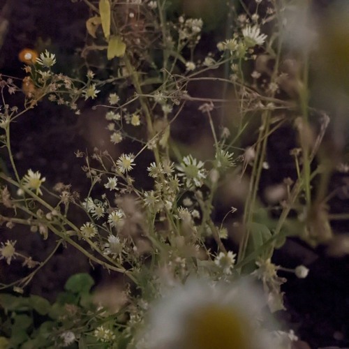 Firefly 2023 Sonic Somatics