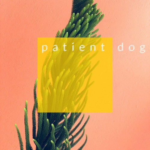 patient dog