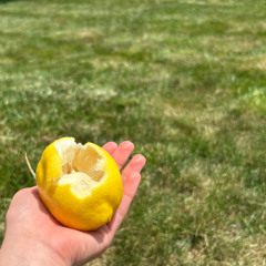 lemonadee