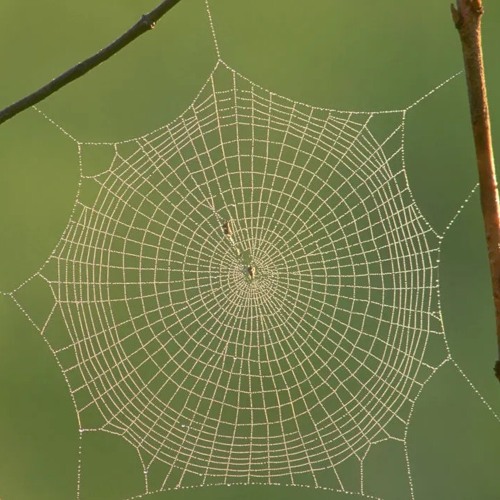 Fascia Oracle Journey