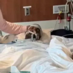 Michael Willis Heard A Chillwave Edit Inspired by the Yes King Vibe