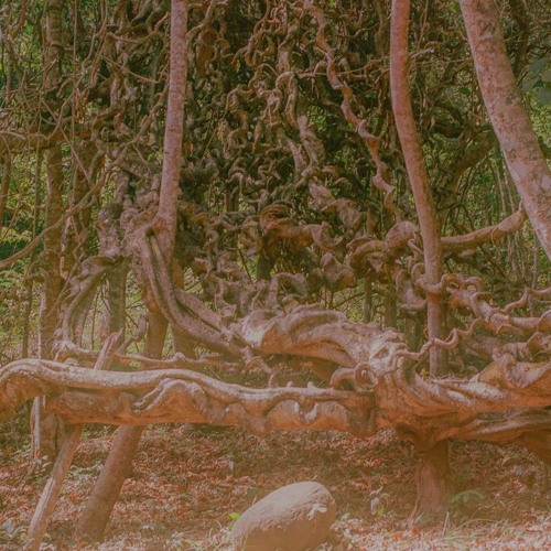 transience #52 with Lou Drago live at Whole Festival