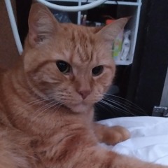 I just got cool ranch dorito dust on my cat-