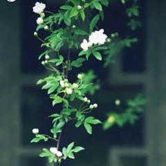 ناصر العصفور||ما تيسر من سورة الرعد💚🌱