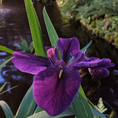 2025-10-07:  A Good Marriage - Study & Practice (Swann)