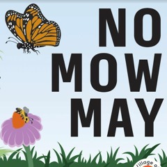 No Mow May is on the Way! How to Grow a Bee & Pollinator Lawn