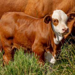 Alberto Stolovas - Braford y el momento ganadero
