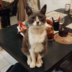 Puppy Bordiga - Uni, part 1a