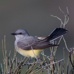 Episode 179 Spring Migration 2025