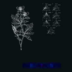 Yoga Music for Plants (Fertilizer Edit)