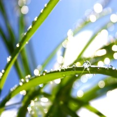 dewdrops_chapter404
