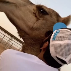 جيسوره - بطىء