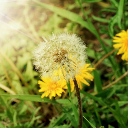 CAB. DEMO - Dandalions, Song #10