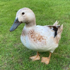Ducks quacking by lake