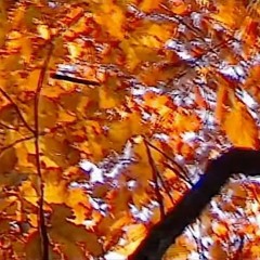 how was your october 31st 2023? (acoustic from the backyard)