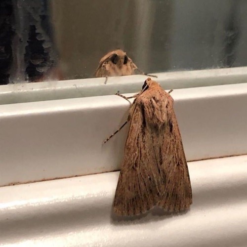 sid's short sounds list