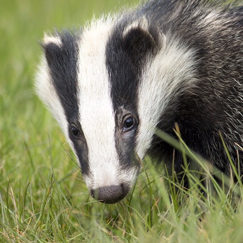 Badger calls and movement, Surrey, England, February 1975