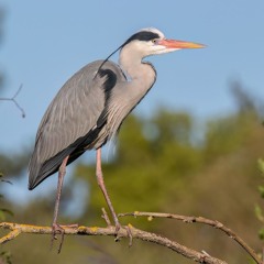 Grey Herons near frozen lake