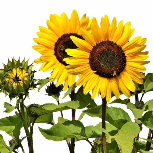 Hozan Dîno Gulek bide min - هۆزان دینو گوڵێک بدە من