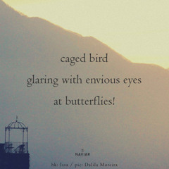 Caged bird (naviarhaiku594)